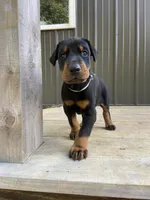 AKC Euro Doberman male, a male Doberman Pinscher for sale in Lutts, TN – 1 of 7