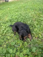 Dobby , a male Yorkshire Terrier for sale in Lutts, TN – 4 of 5