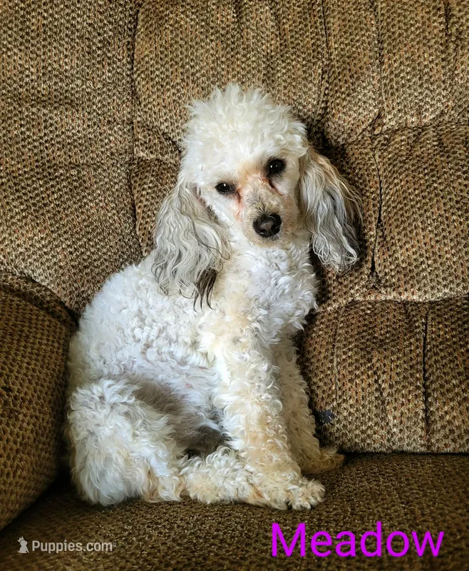 Meadow  – Poodle - Toy  puppy for sale in Lutts, TN