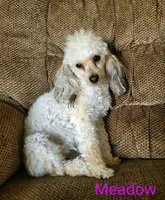 Meadow , a female Poodle - Toy  for sale in Lutts, TN – 1 of 1