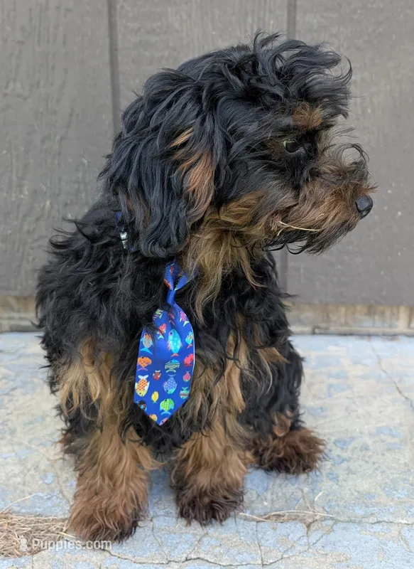 Dominic  – Yorkipoo puppy for sale in Lutts, TN