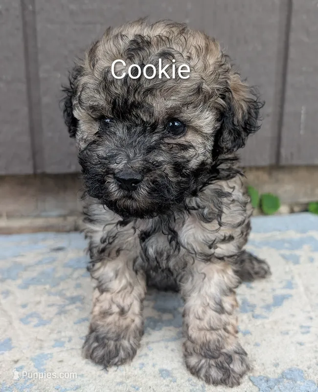 Cookie  – Poodle - Toy  puppy for sale in Lutts, TN