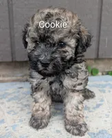 Cookie , a male Poodle - Toy  for sale in Lutts, TN – 1 of 4