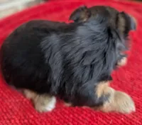 Sapphire , a female Yorkshire Terrier for sale in Lutts, TN – 4 of 5