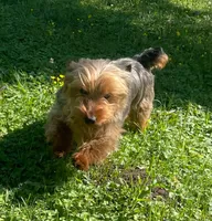 Scooter , a male Yorkshire Terrier for sale in Lutts, TN – 3 of 3