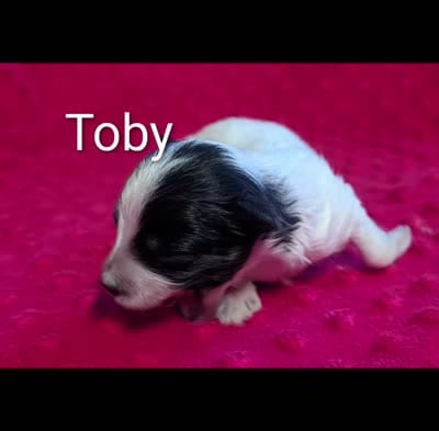 Toby , a male Yorkipoo for sale in Lutts, TN – 2 of 3