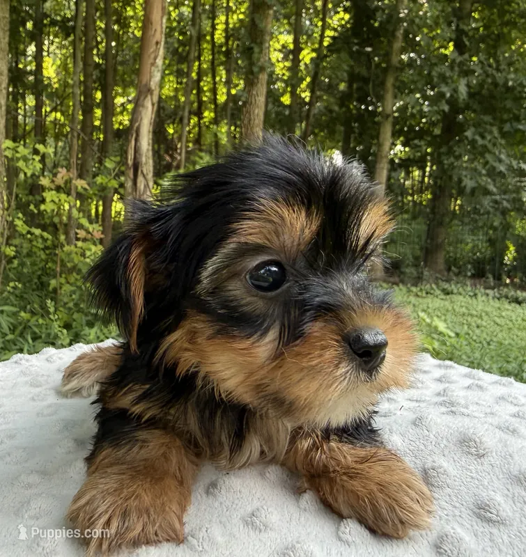 Nova – Yorkshire Terrier puppy for sale in Lutts, TN