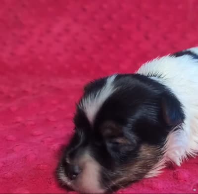 Rolo , a male Yorkshire Terrier for sale in Lutts, TN – 2 of 5