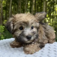 Casper , a male Yorkipoo for sale in Lutts, TN – 2 of 7