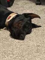 AKC Euro Doberman puppy, a male Doberman Pinscher for sale in Lutts, TN – 4 of 6