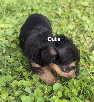 Duke, a male Yorkshire Terrier for sale in Lutts, TN – 2 of 2