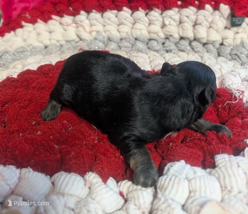 Archie  – Yorkipoo puppy for sale in Lutts, TN