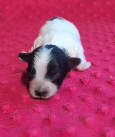Toby , a male Yorkipoo for sale in Lutts, TN – 3 of 3