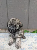 Cookie , a male Poodle - Toy  for sale in Lutts, TN – 2 of 4