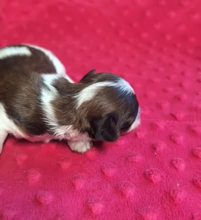 Bentley , a male Yorkipoo for sale in Lutts, TN – 3 of 5