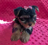 Nova, a female Yorkshire Terrier for sale in Lutts, TN – 1 of 10