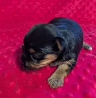 Reese , a female Yorkshire Terrier for sale in Lutts, TN – 5 of 7