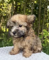 Casper , a male Yorkipoo for sale in Lutts, TN – 7 of 7