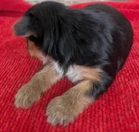 Dia, a female Yorkshire Terrier for sale in Lutts, TN – 4 of 8