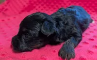 Maisie , a female Yorkipoo for sale in Lutts, TN – 3 of 10