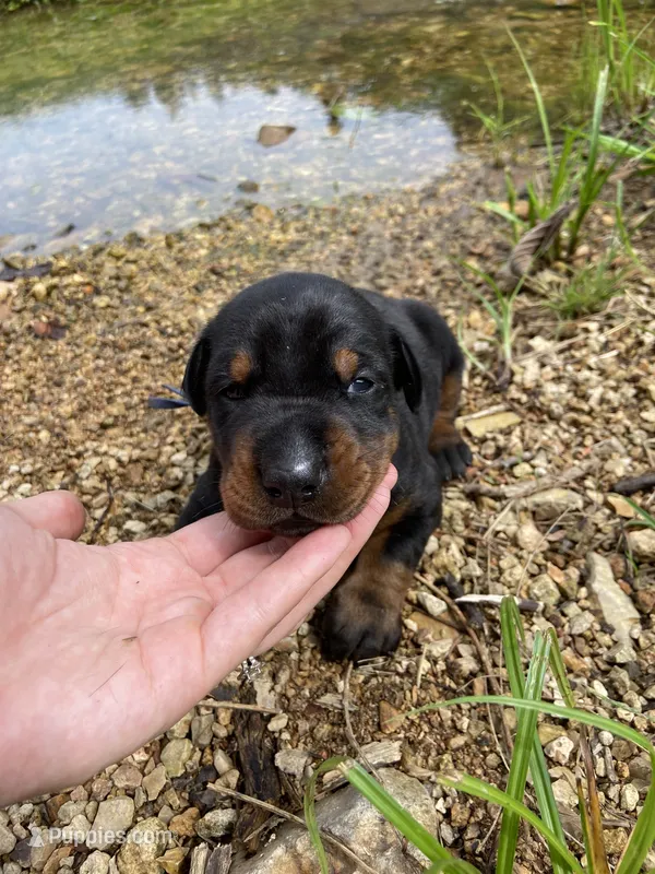 AKC Euro Doberman puppy – Doberman Pinscher puppy for sale in Lutts, TN