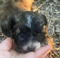 Kelly , a female Poodle - Toy  for sale in Lutts, TN – 2 of 3