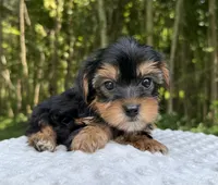 Nova, a female Yorkshire Terrier for sale in Lutts, TN – 3 of 9