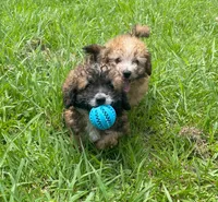 Kelly , a female Poodle - Toy  for sale in Lutts, TN – 4 of 6