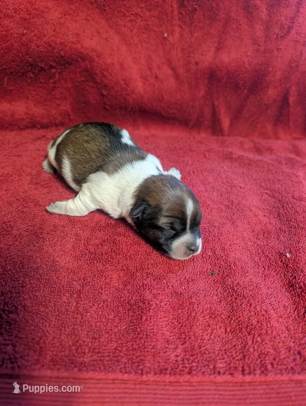 Azelia  – Yorkipoo puppy for sale in Lutts, TN
