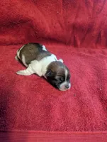 Azelia , a female Yorkipoo for sale in Lutts, TN – 1 of 1