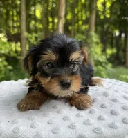 Nova, a female Yorkshire Terrier for sale in Lutts, TN – 7 of 9