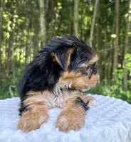 Dia, a female Yorkshire Terrier for sale in Lutts, TN – 5 of 5