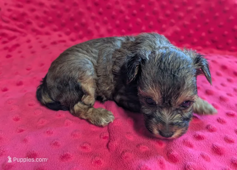Winnie  – Yorkipoo puppy for sale in Lutts, TN