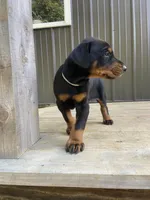 AKC Euro Doberman male, a male Doberman Pinscher for sale in Lutts, TN – 2 of 7