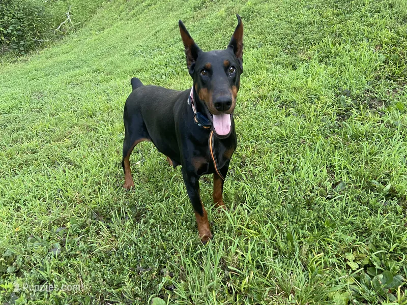 AKC full European  puppy – Doberman Pinscher puppy for sale in Lutts, TN