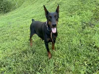 AKC full European  puppy, a female Doberman Pinscher for sale in Lutts, TN – 1 of 5