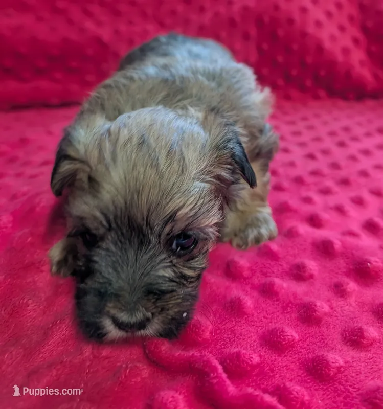 Casper  – Yorkipoo puppy for sale in Lutts, TN