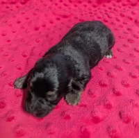 Ava, a female Yorkipoo for sale in Lutts, TN – 3 of 6