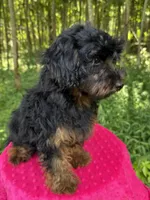 Dominic , a male Yorkipoo for sale in Lutts, TN – 9 of 10