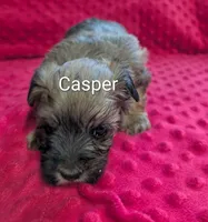 Casper , a male Yorkipoo for sale in Lutts, TN – 2 of 2