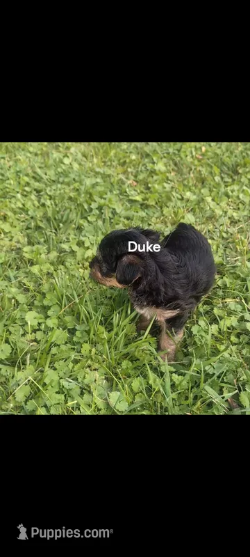 Duke, a male Yorkshire Terrier for sale in Lutts, TN – 1 of 2