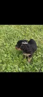 Duke, a male Yorkshire Terrier for sale in Lutts, TN – 1 of 2