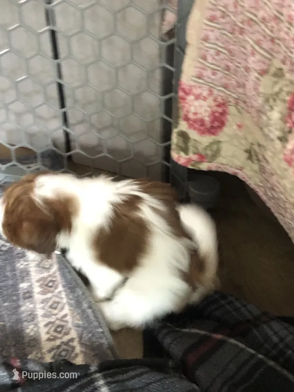 Puppy3 – Shih Tzu puppy for sale in Reidsville, NC