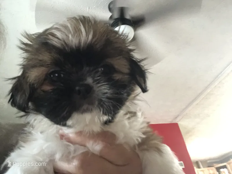 Puppy2 – Shih Tzu puppy for sale in Reidsville, NC