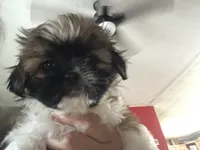 Puppy2, a female Shih Tzu for sale in Reidsville, NC – 1 of 2