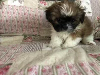 Puppy2, a female Shih Tzu for sale in Reidsville, NC – 2 of 2