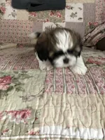 Puppy one, a female Shih Tzu for sale in Reidsville, NC – 2 of 2