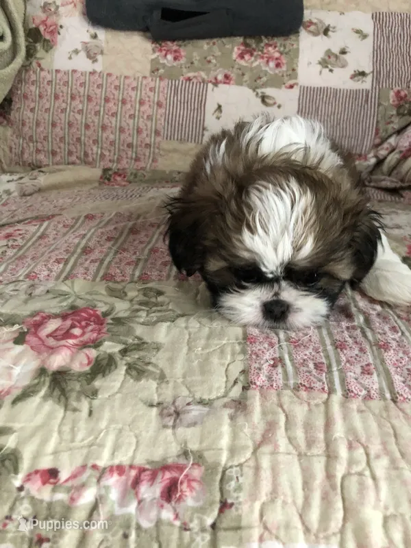 Puppy one – Shih Tzu puppy for sale in Reidsville, NC