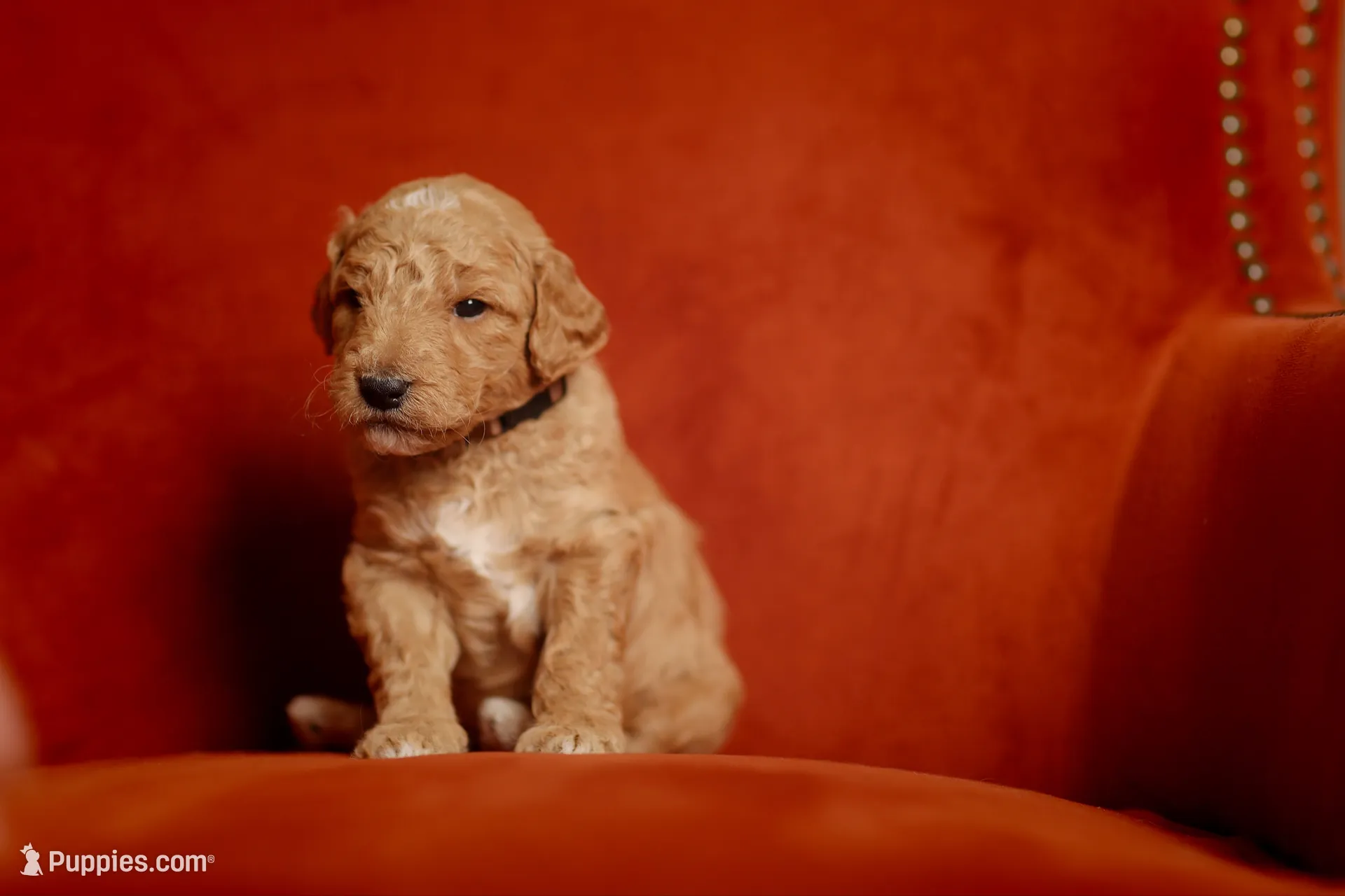 Oak, a male Goldendoodle for sale in San Diego, CA – 3 of 6