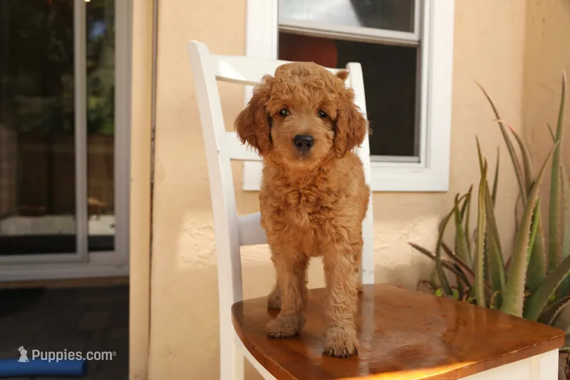 Peony – Goldendoodle puppy for sale in San Diego, CA